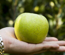 喬化王林蘋果苗喬化王林蘋果苗種植技術圖片