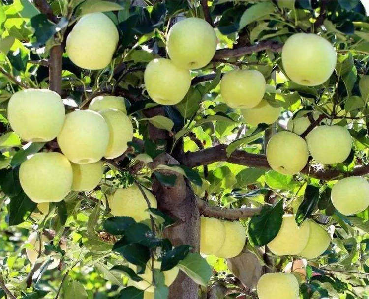 王林苹果苗 王林苹果苗种植模式