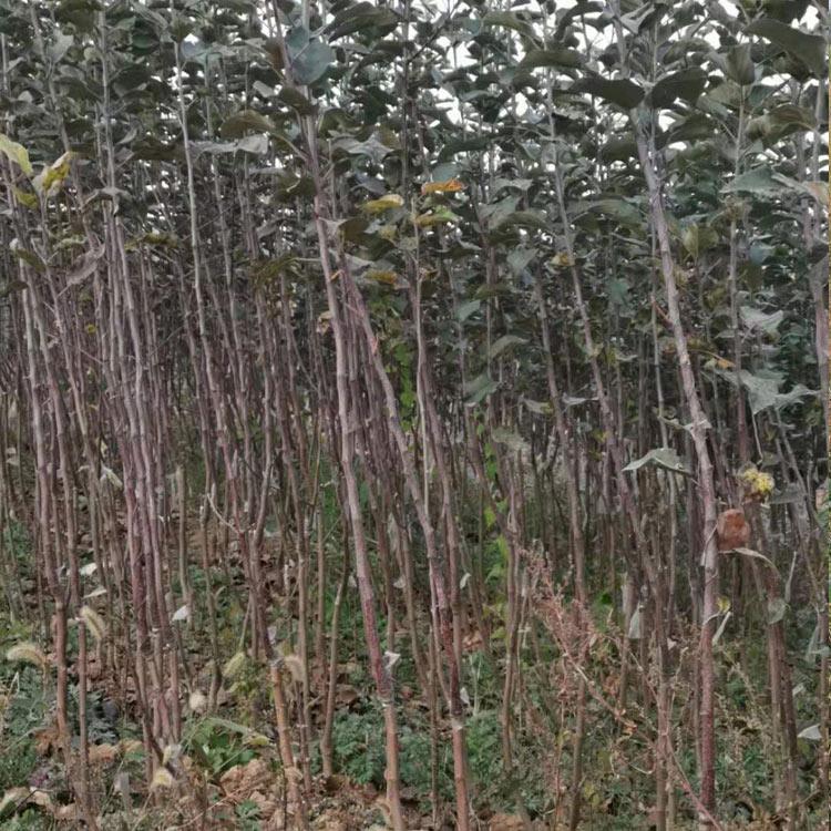 王林蘋果樹 王林蘋果樹供應(yīng)商