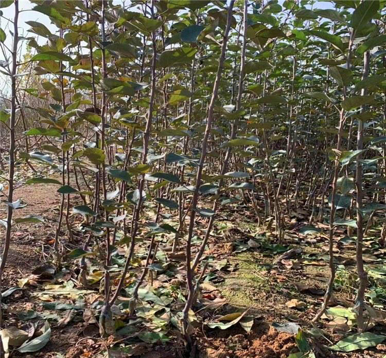 王林蘋果樹苗 王林蘋果樹苗供應(yīng)商
