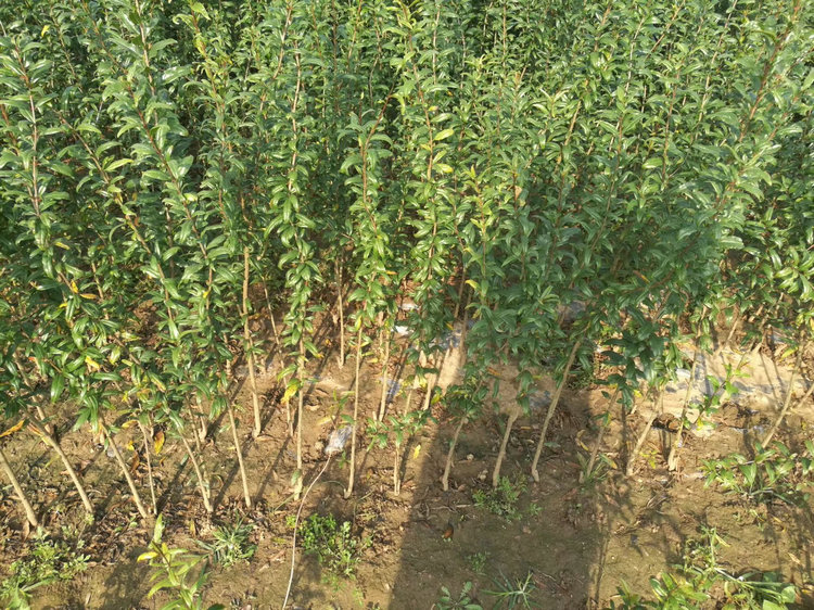 蒙陽(yáng)紅石榴樹(shù)技術(shù)指導(dǎo)、蒙陽(yáng)紅石榴樹(shù)價(jià)格