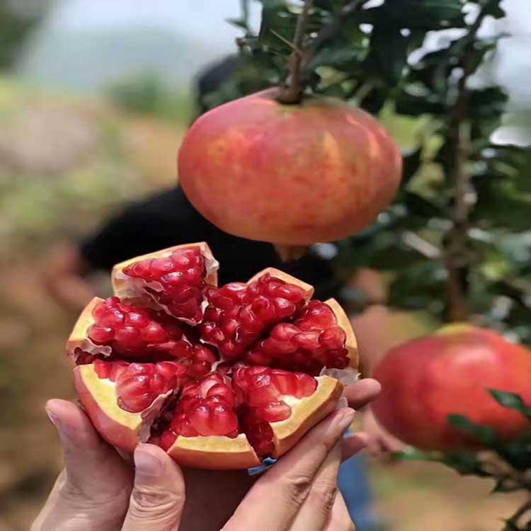 蒙陽(yáng)紅石榴樹(shù)技術(shù)指導(dǎo)、蒙陽(yáng)紅石榴樹(shù)價(jià)格