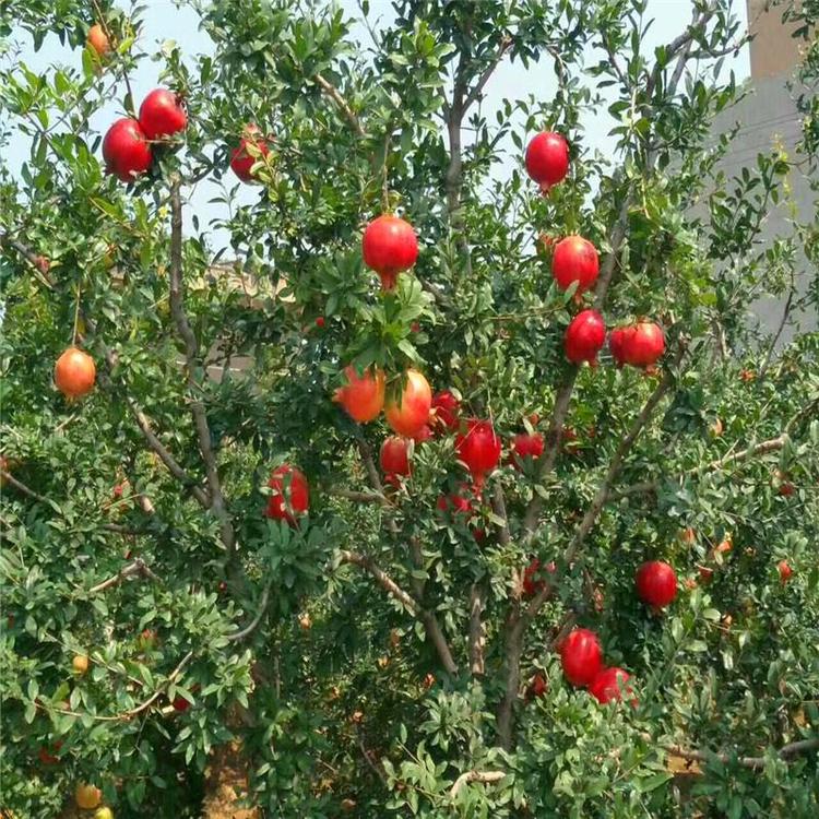 蒙阳红石榴树苗技术指导、蒙阳红石榴树苗出售