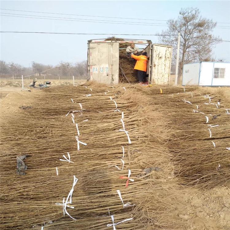 酸石榴樹(shù)苗培育基地、酸石榴樹(shù)苗價(jià)格