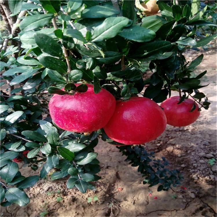 2公分石榴樹(shù)苗市場(chǎng)前景、2公分石榴樹(shù)苗供應