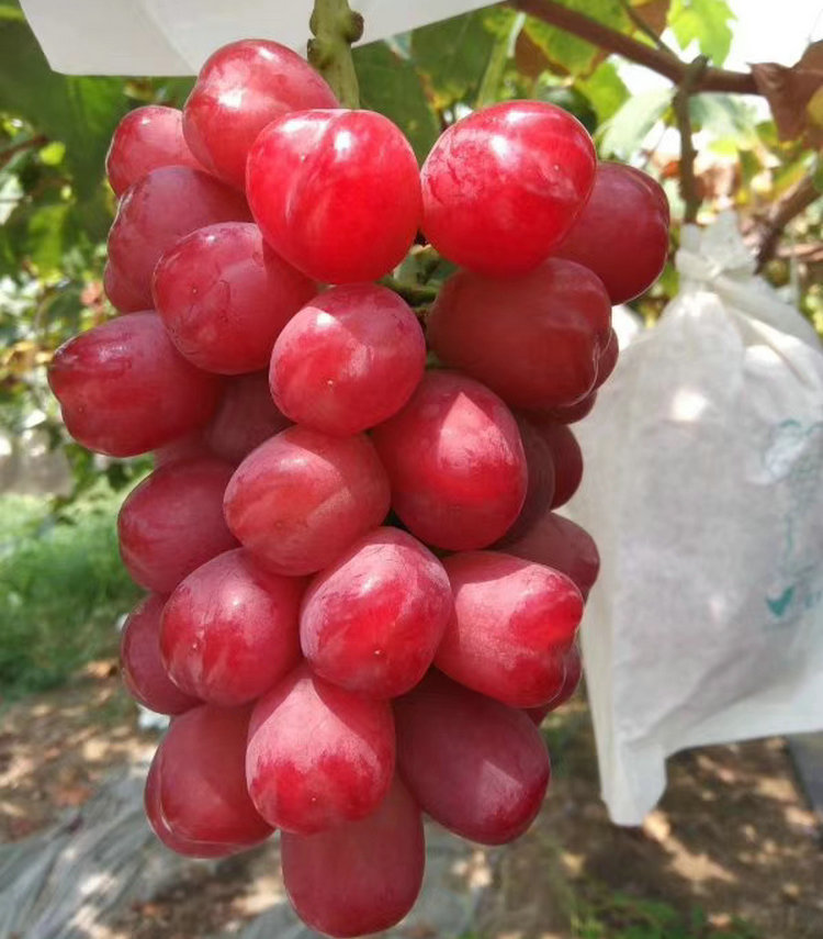 青海中国红玫瑰葡萄树苗成长特性