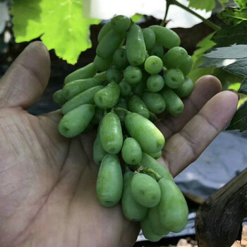 早霞玫瑰葡萄苗今年價(jià)格、早霞玫瑰葡萄苗種植技術(shù)