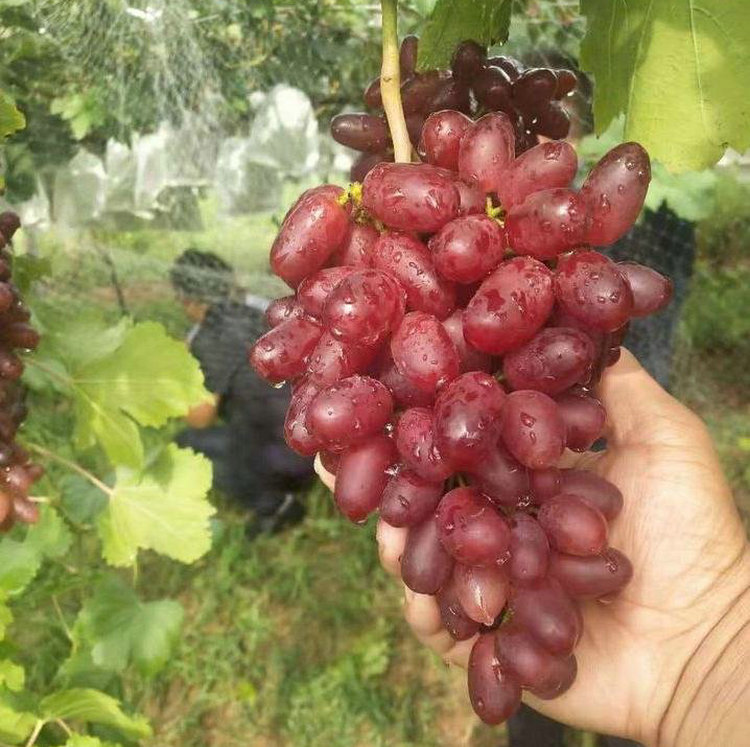 夏黑芽变葡萄树苗增强授粉、夏黑芽变葡萄树苗种植技术