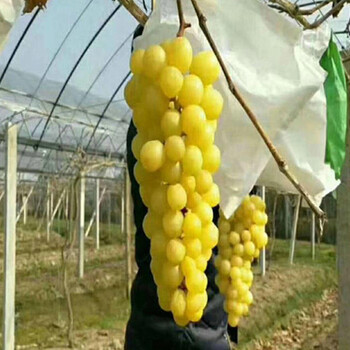 摩爾多瓦葡萄苗特點對比、摩爾多瓦葡萄苗供應