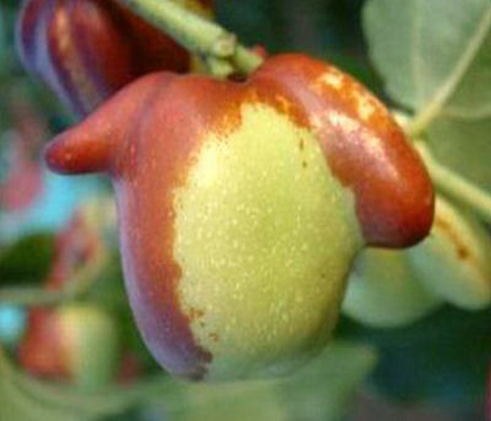 冬棗1號苗技術(shù)指導(dǎo)、冬棗1號苗種植技術(shù)