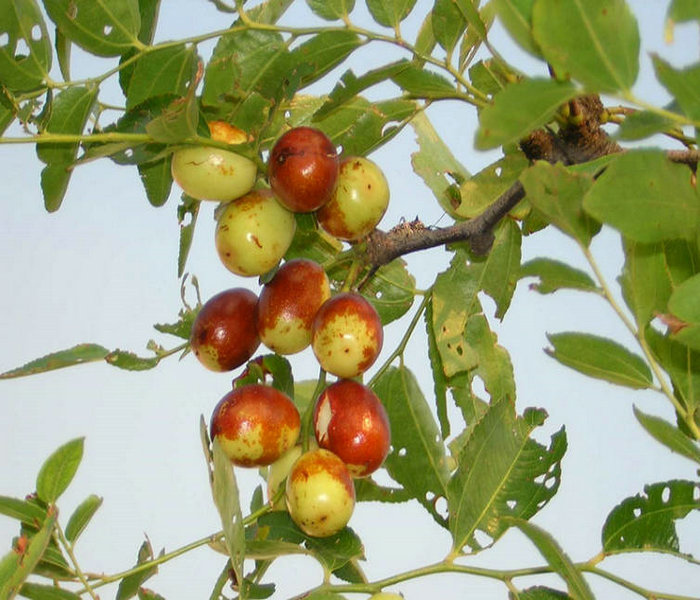 冬棗1號苗技術(shù)指導(dǎo)、冬棗1號苗種植技術(shù)