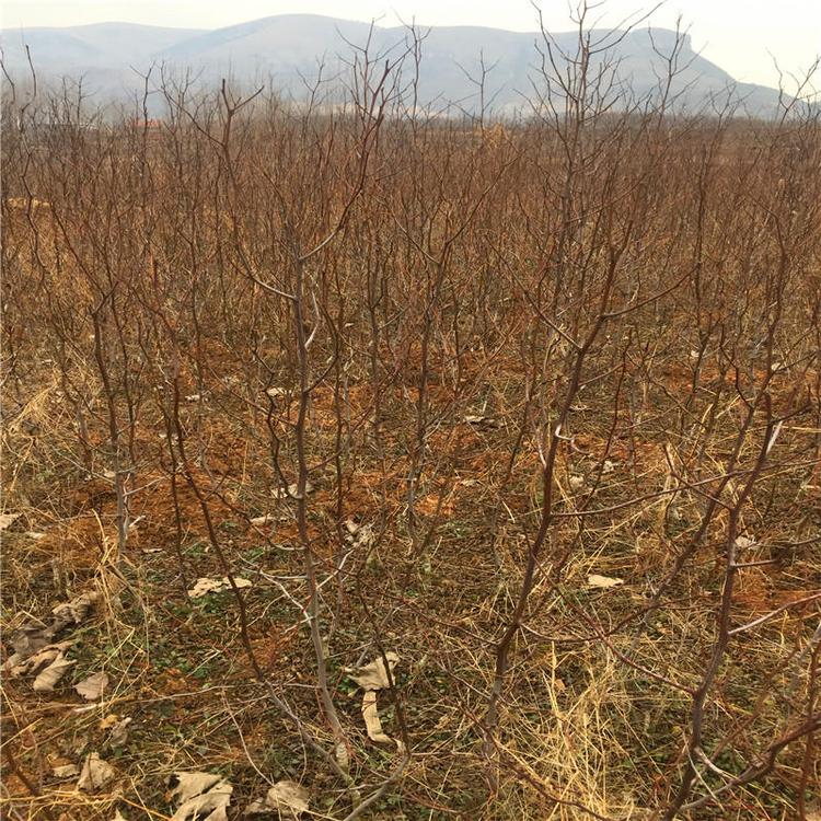 二代冬棗苗出售、二代冬棗苗種植技術(shù)