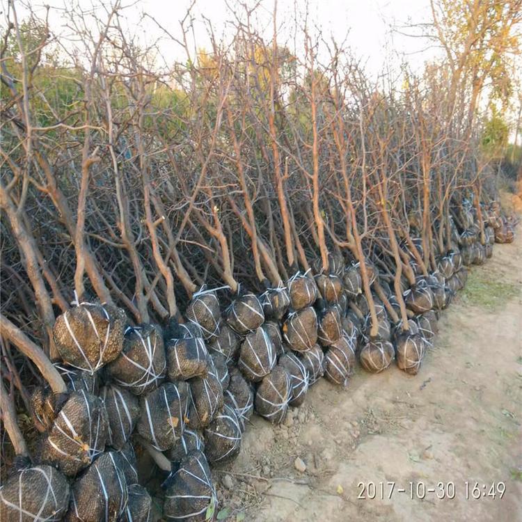 和田棗基地供應(yīng)、和田棗品種