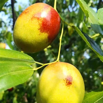 冬棗苗批發(fā)特點對比、冬棗苗批發(fā)種植技術(shù)