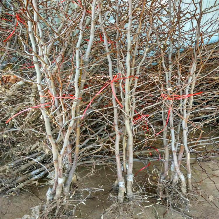 冬棗1號苗技術(shù)指導(dǎo)、冬棗1號苗種植技術(shù)