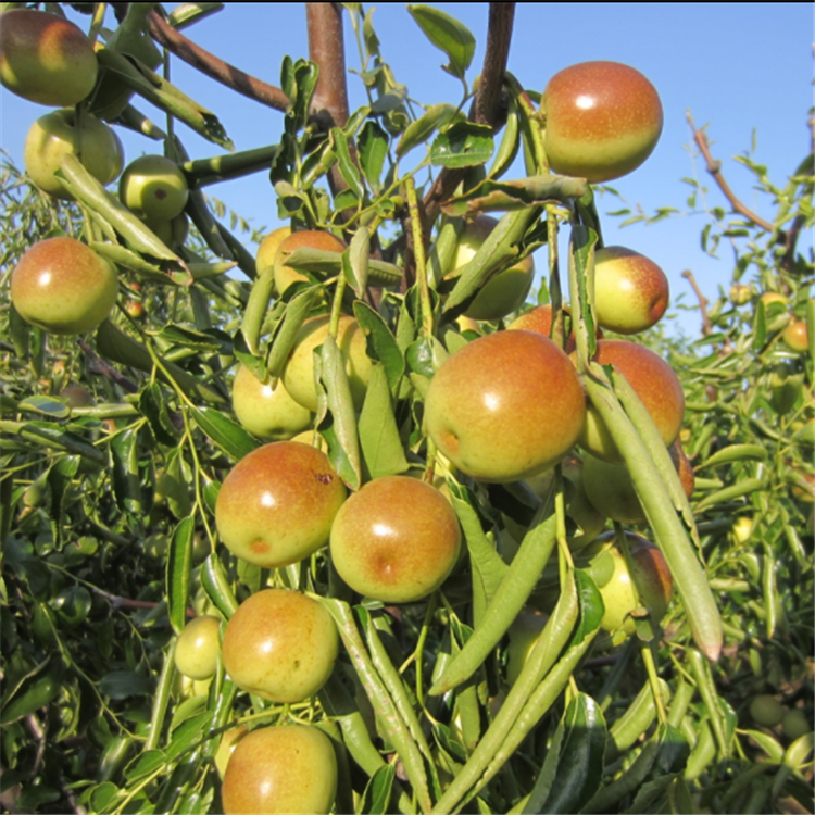 哈密棗苗種植時(shí)間、哈密棗苗種植技術(shù)