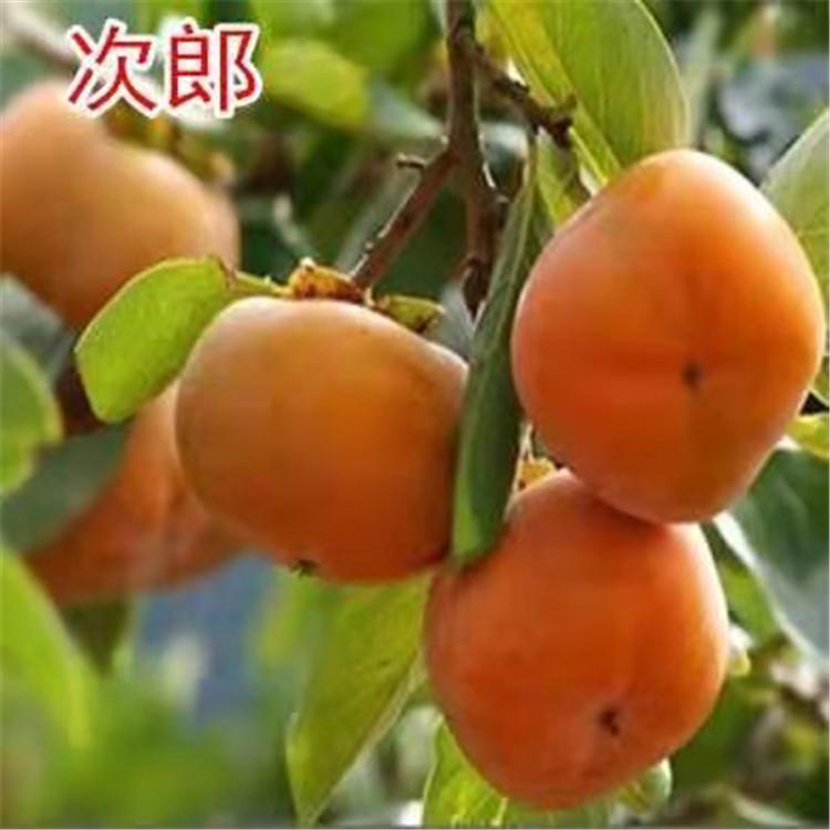 澀柿子樹苗供應(yīng)商 澀柿子樹苗批發(fā)