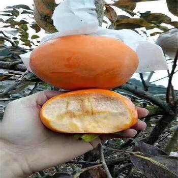 早秋柿子樹苗優(yōu)缺點對比早秋柿子樹苗批發(fā)