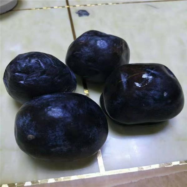 1公分柿子苗图片1公分柿子苗供应