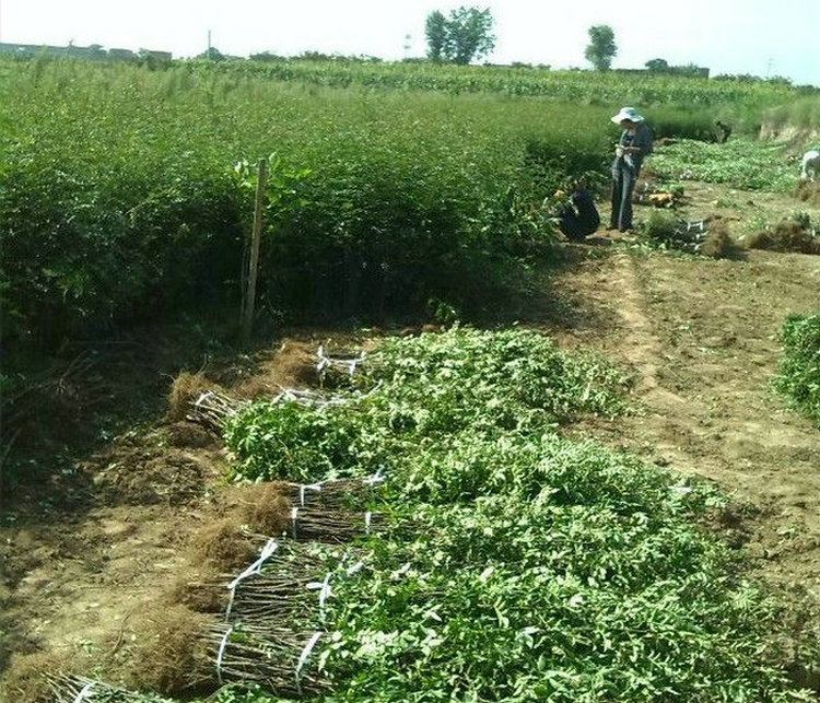 武清大红袍花椒种苗基地供应