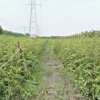 临猗狮子头花椒树厂家电话联系