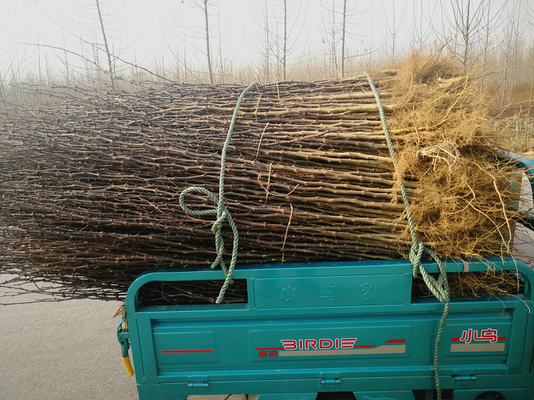 五家渠2年花椒苗主产区欢迎您