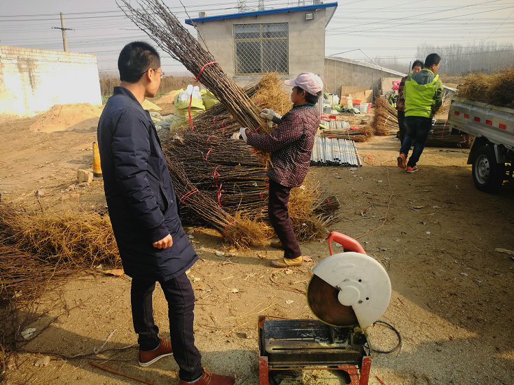 衢州无刺花椒苗特点对比