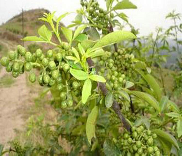 日照狮子头花椒种苗成长特性