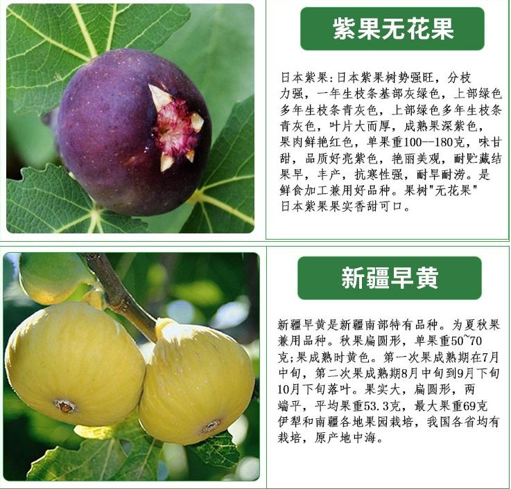 上?？ㄌ珶o花果苗成長特性