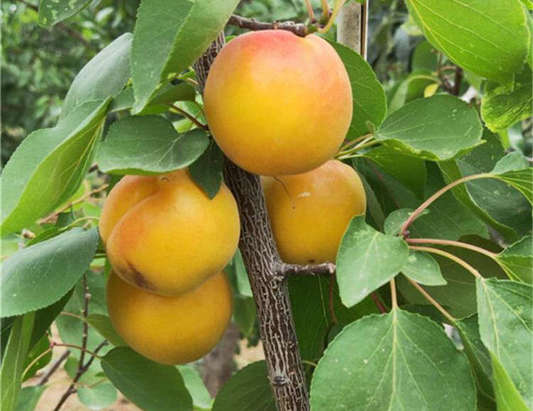 京脆紅杏樹(shù)苗批發(fā) 京脆紅杏樹(shù)苗成長(zhǎng)特性