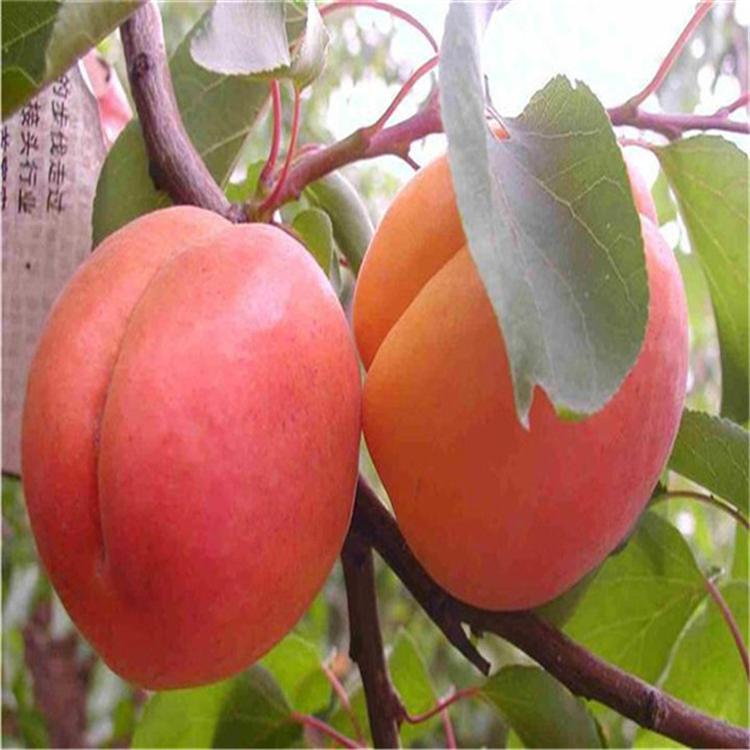 一窩蜂杏樹苗品種 一窩蜂杏樹苗培育基地
