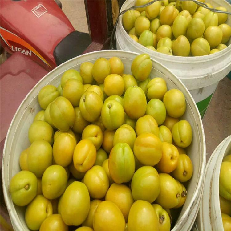 柏峪扁杏树苗今年价格 柏峪扁杏树苗种植管理