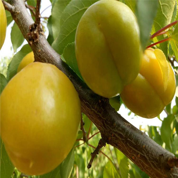 荷兰蜜香杏苗种植管理 荷兰蜜香杏苗增强授粉