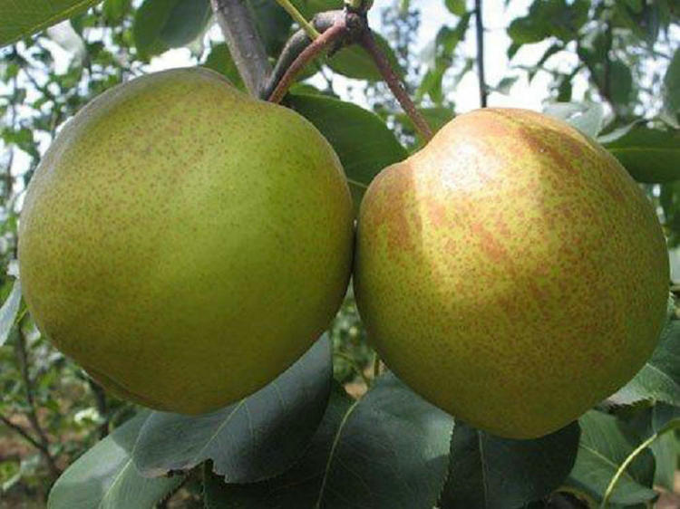 冰糖梨樹(shù)圖片 冰糖梨樹(shù)出售