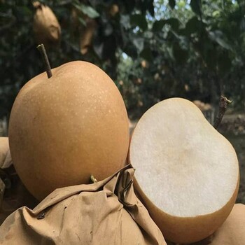 初夏綠梨苗圖片初夏綠梨苗定購熱線