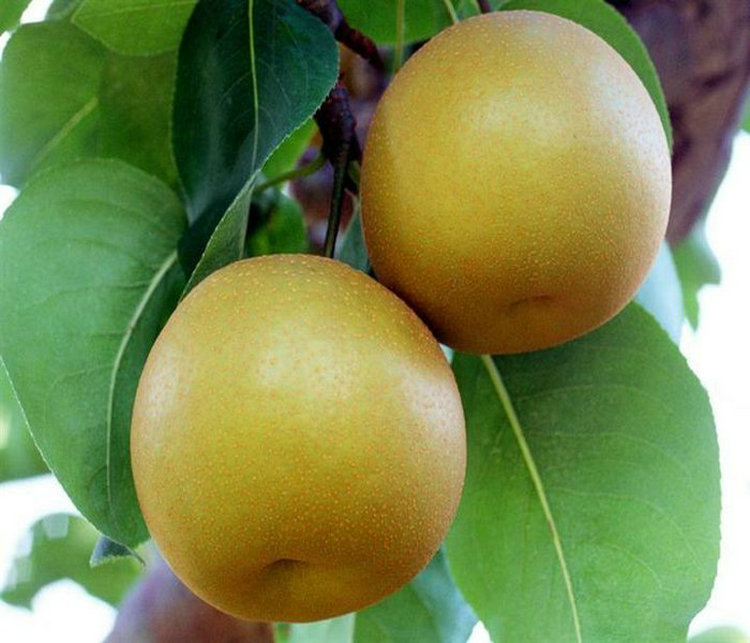 碭山酥梨樹(shù)苗批發(fā) 碭山酥梨樹(shù)苗種植基地