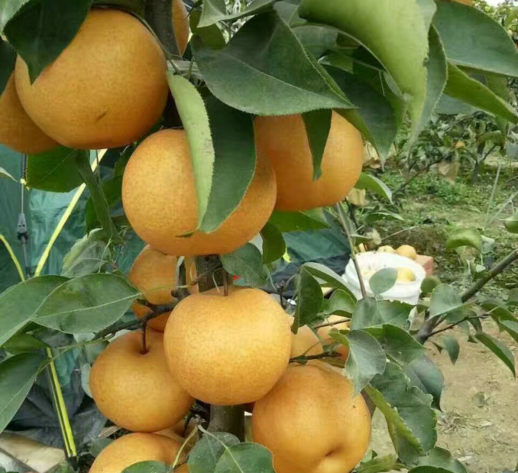 冰糖梨樹(shù)圖片 冰糖梨樹(shù)出售