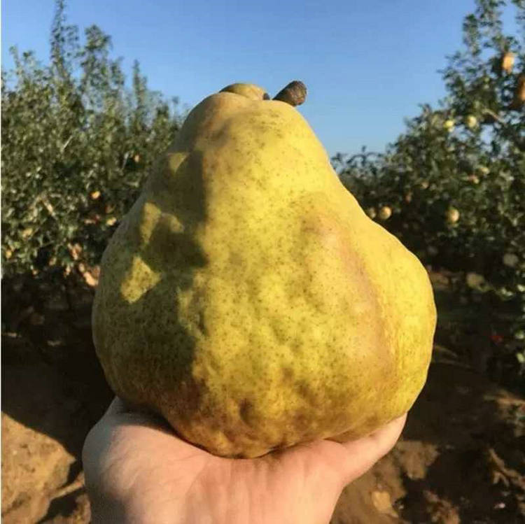 新世紀(jì)梨樹苗基地 新世紀(jì)梨樹苗增強(qiáng)授粉