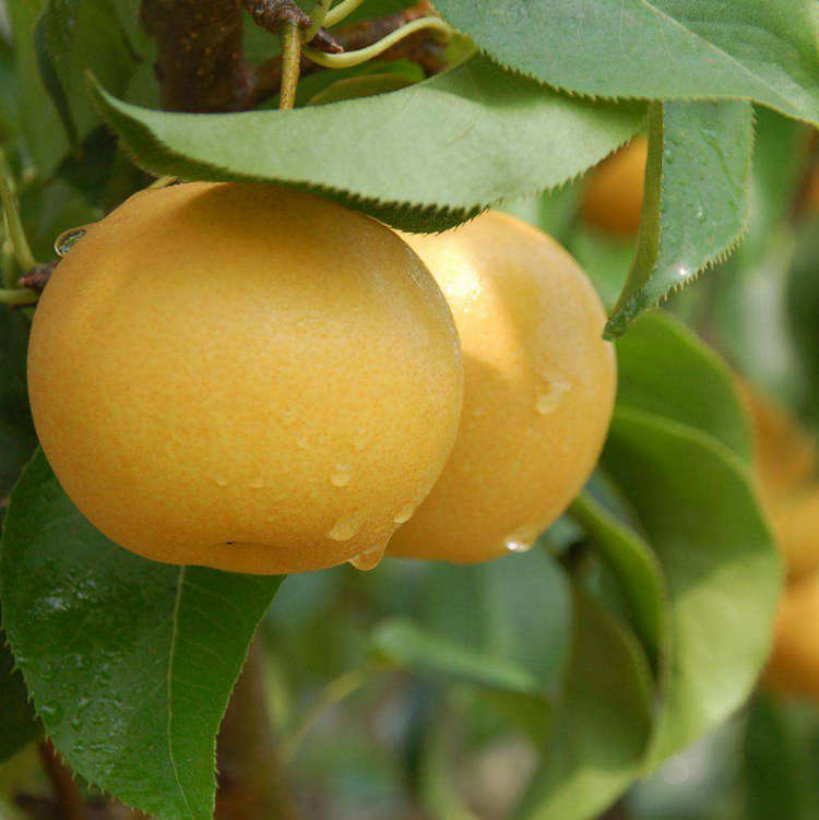 翆冠梨樹苗價(jià)格 翆冠梨樹苗圖片
