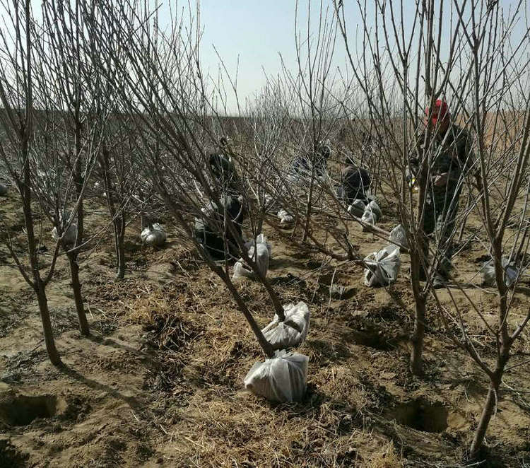 苍溪雪梨树苗基地 苍溪雪梨树苗新品种