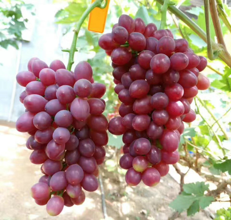 广西富士之辉葡萄苗品种
