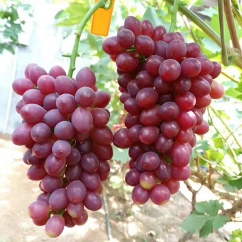 吉林黑提葡萄苗品种