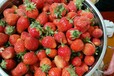 红颜草莓苗草莓苗基地温室大棚适合哪种草莓苗
