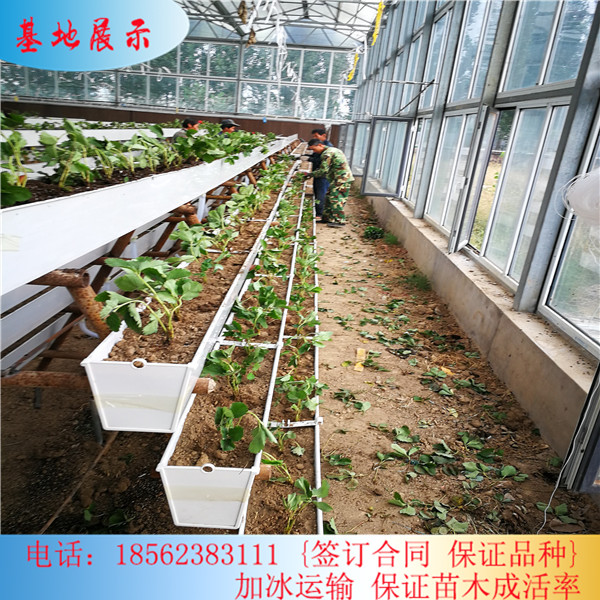 江西牛奶草莓苗今年報(bào)價(jià)\