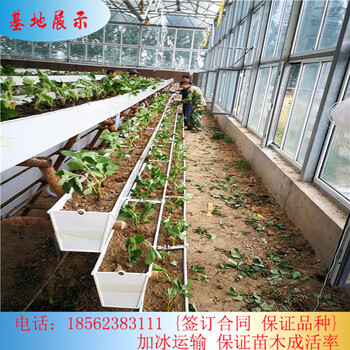 浙江雞心草莓苗培育基地√