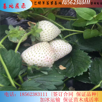 天仙醉草莓苗批發(fā)價(jià)格√穴盤豐香草莓苗