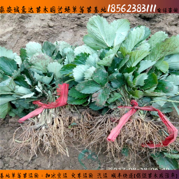 甜寶草莓苗格√一代寶交早生草莓苗