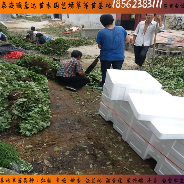 寶交早生草莓苗培育基地√全草莓苗
