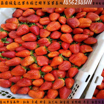 上海吉早紅草莓苗技術(shù)管理//
