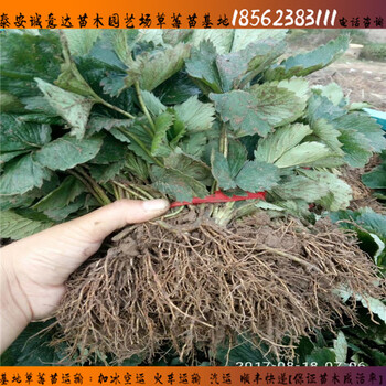 河南妙香7號草莓苗批發(fā)基地√